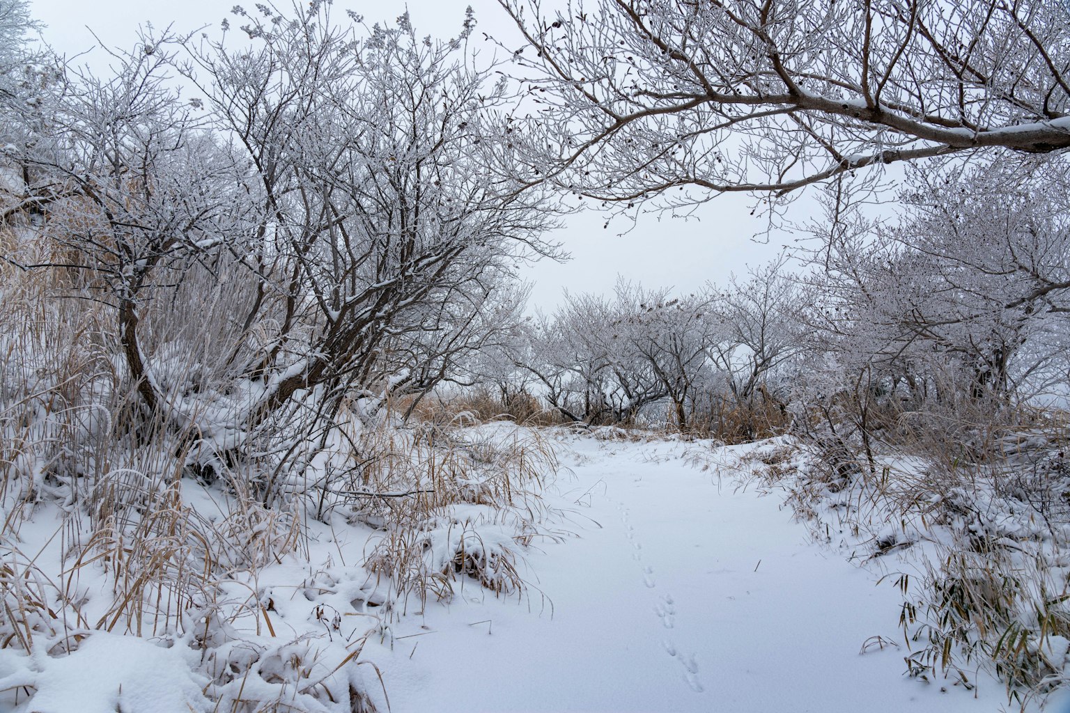Schneebedeckter Weg mit gefrorenen Bäumen in einer Winterlandschaft