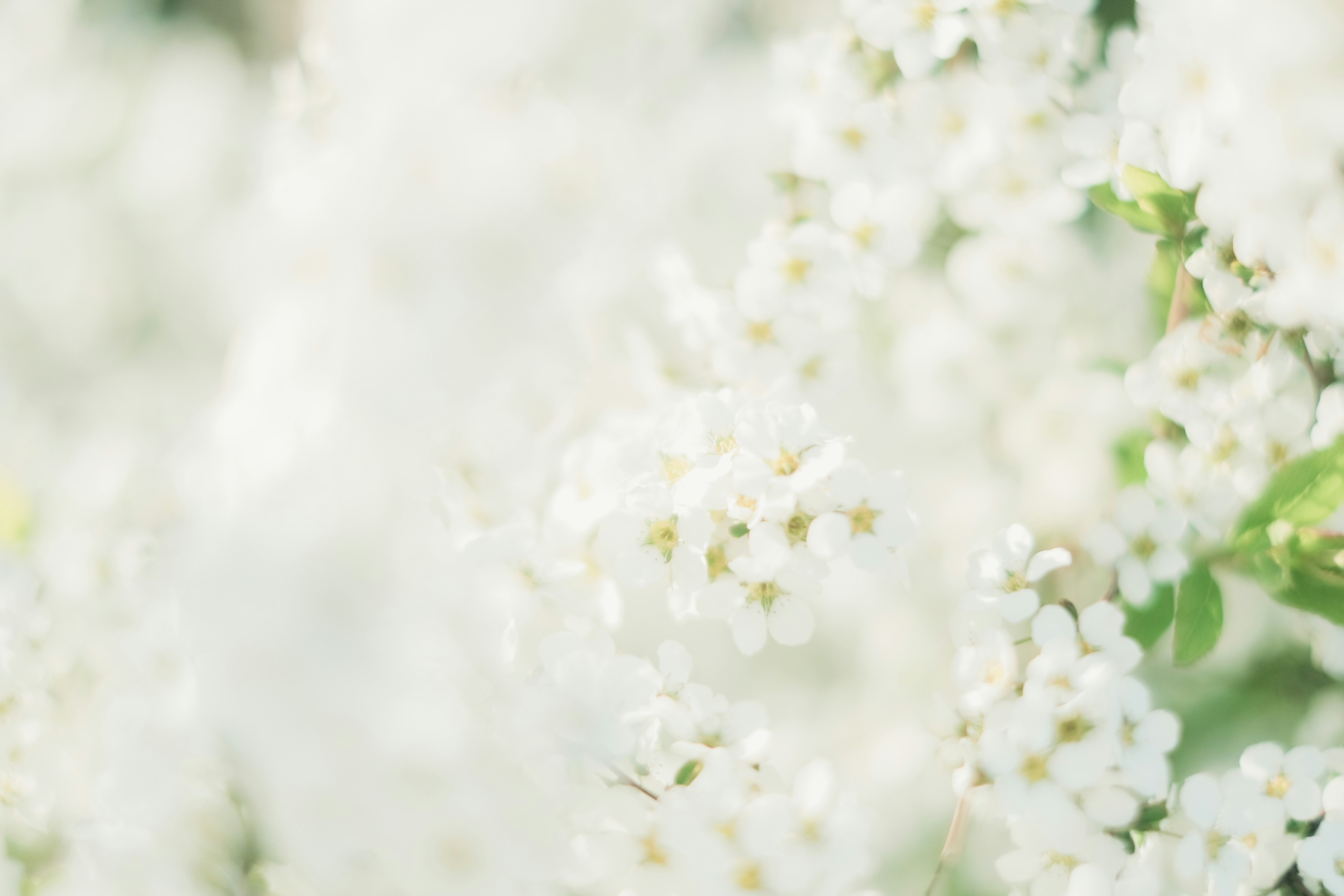 白いスピレアの花が咲く春の花畑