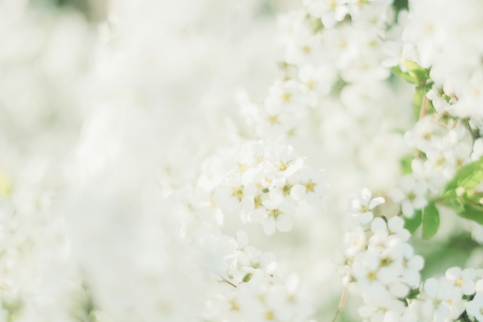 Image floue de fleurs blanches délicates