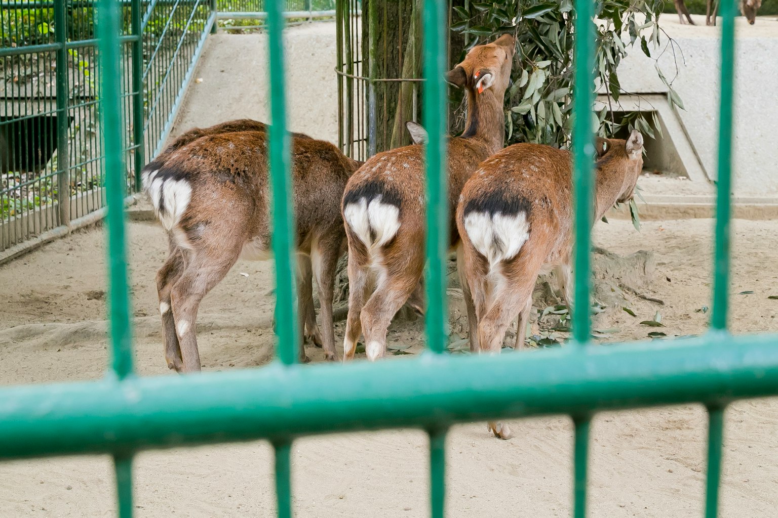 Drei Rehe fressen Blätter hinter einem Zaun