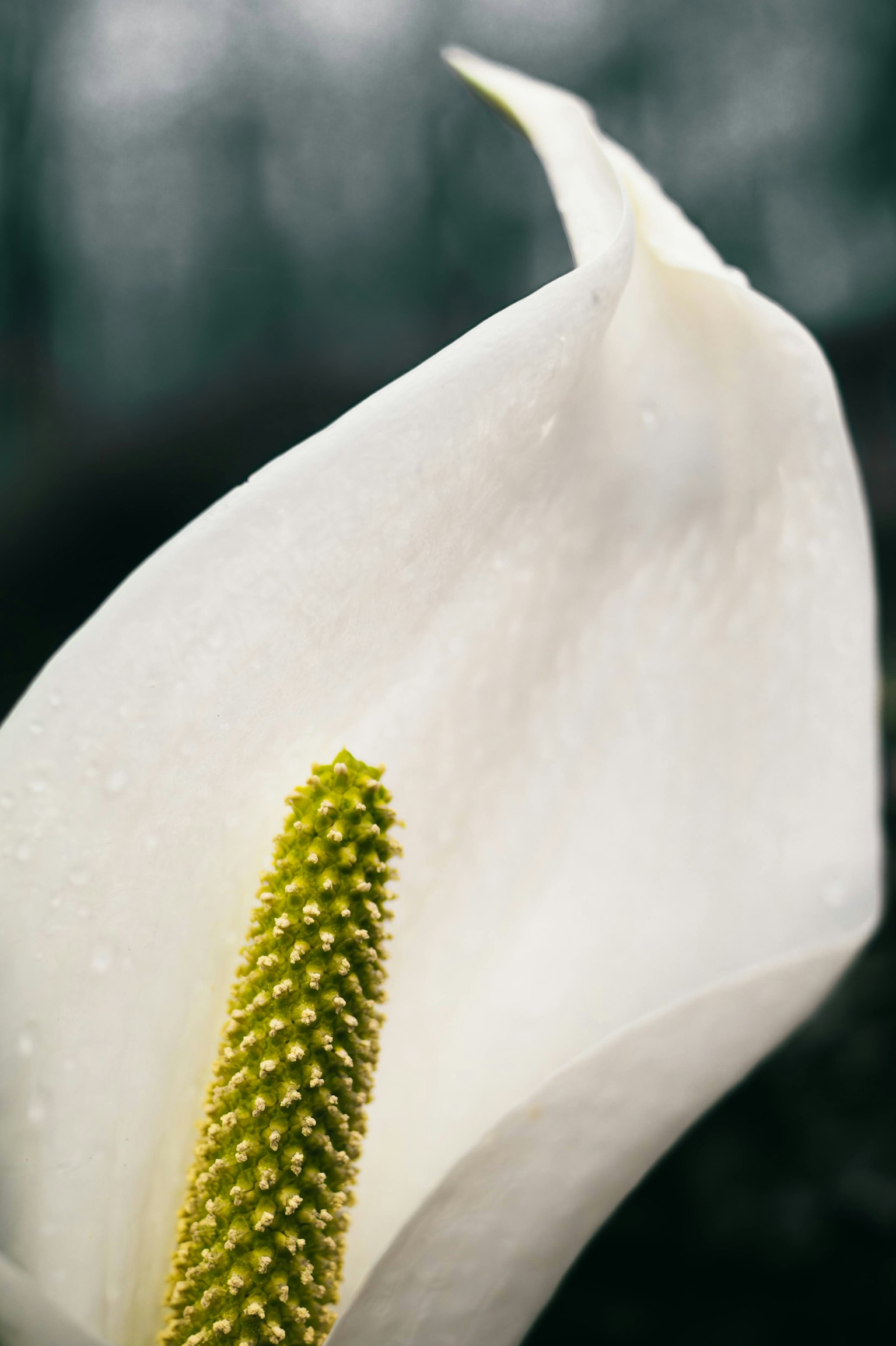 Primer plano de un pétalo de flor blanca y estambre verde