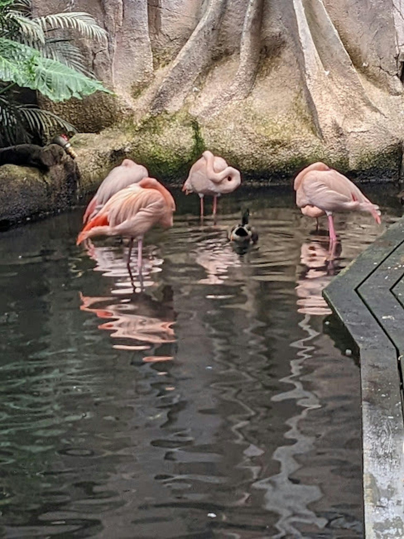 Flamants roses se tenant dans un étang avec des racines d'arbre en arrière-plan