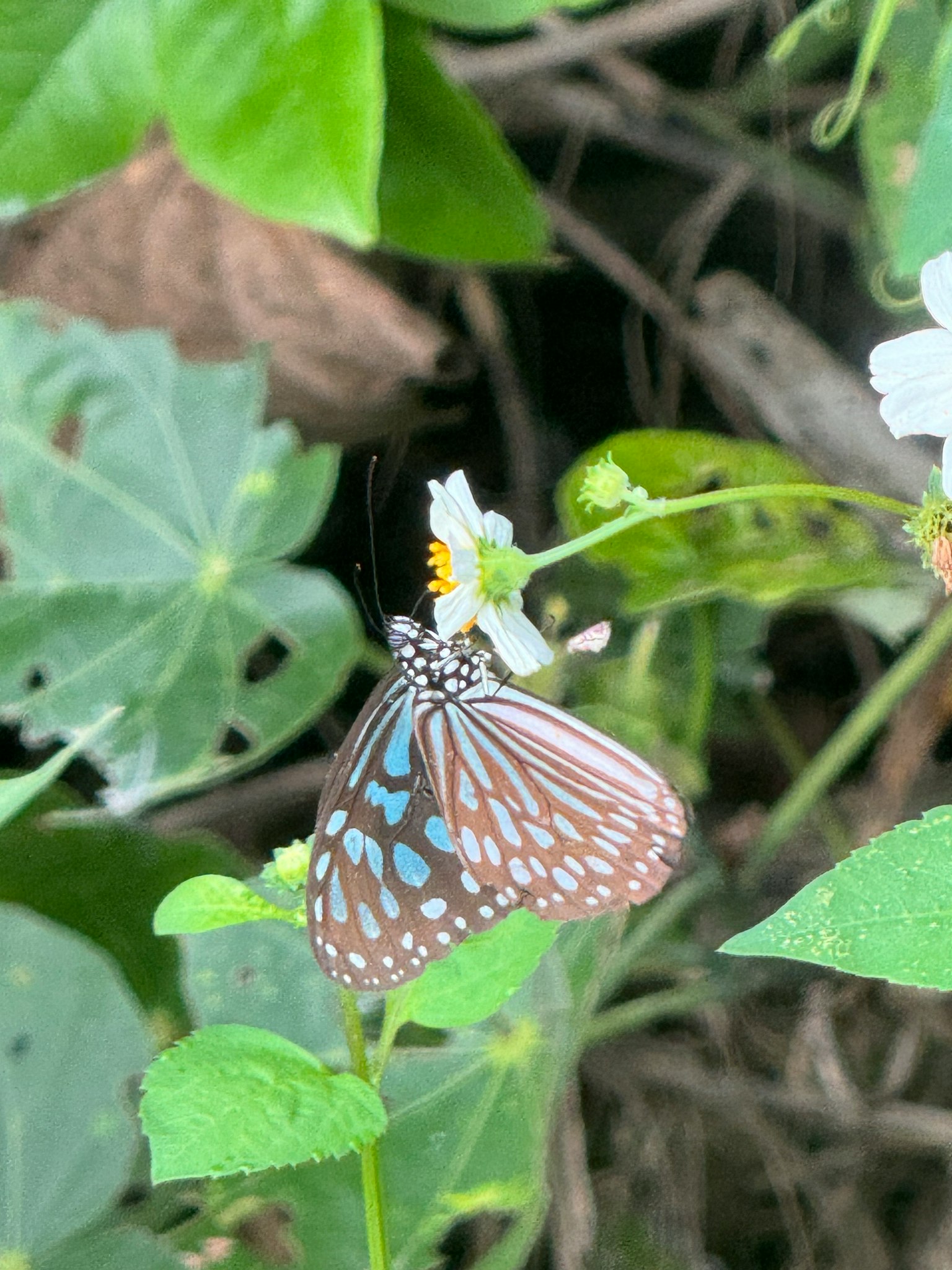 Brauner Schmetterling mit blauen Punkten ruht auf einer weißen Blume