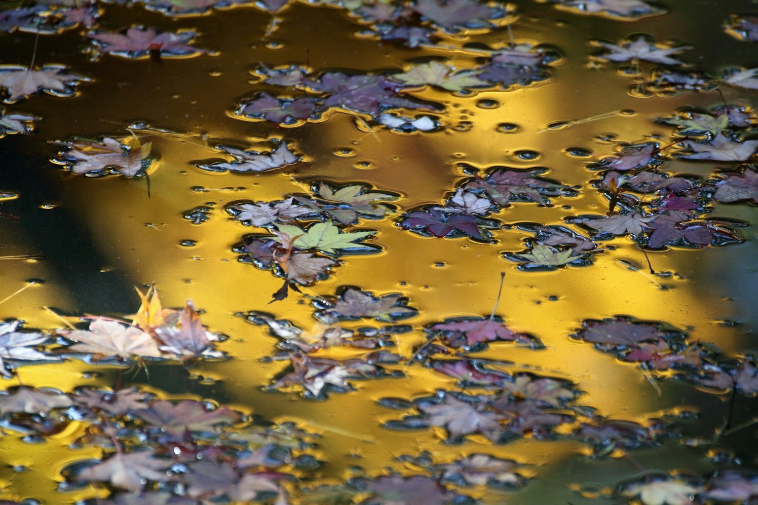 Autumn leaves floating on water surface with reflections