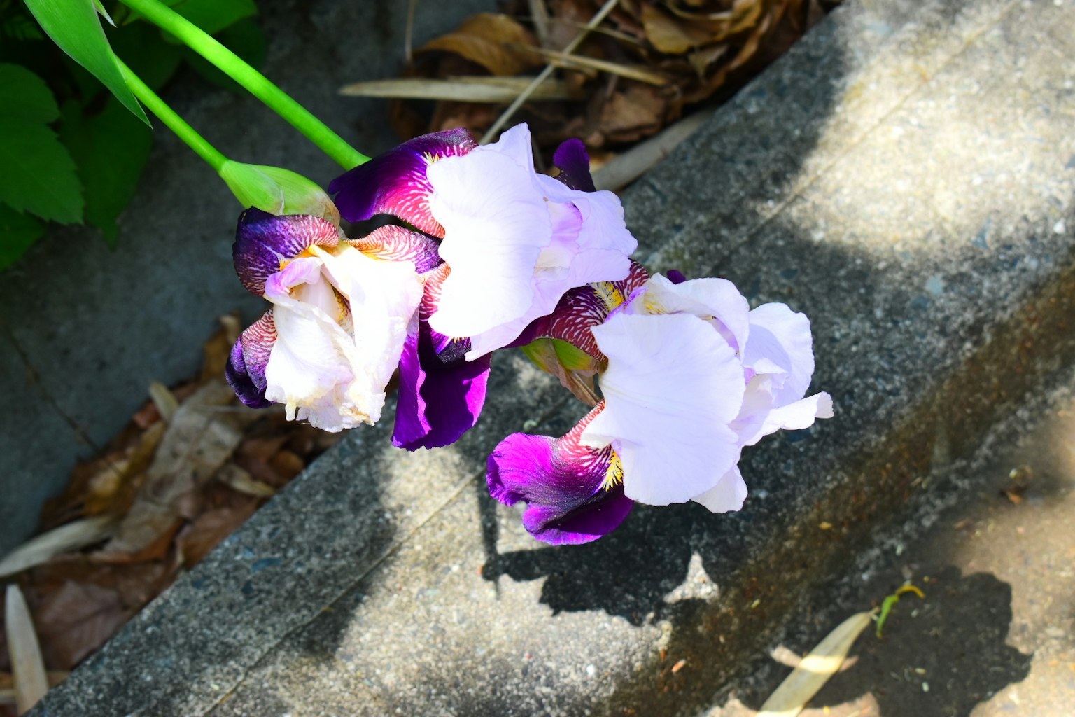 Primo piano di fiori di orchidea viola e bianca