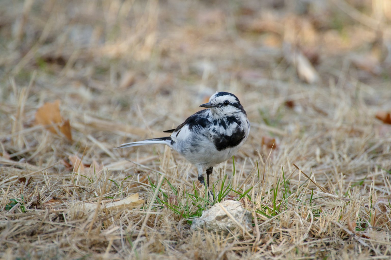 A small bird with black and white feathers standing in dry grass