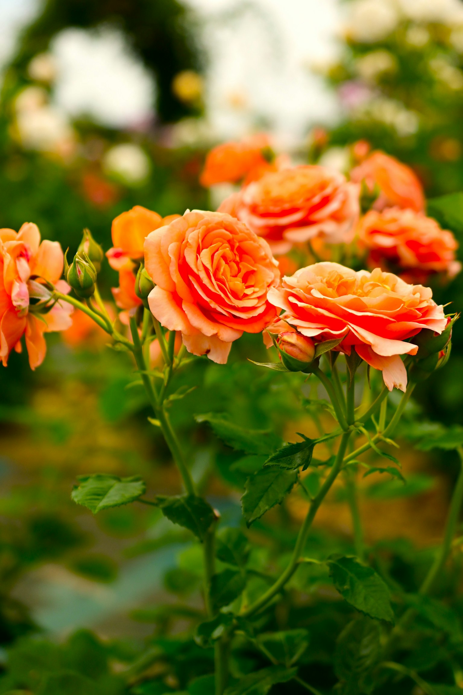 ฉากสวนที่มีดอกกุหลาบสีส้มบาน