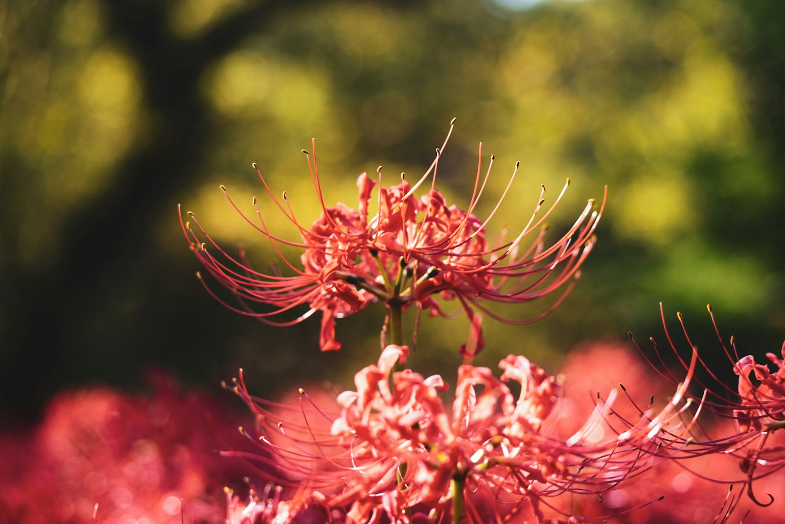 Gros plan sur des lys araignées rouges vibrants en fleurs dans un cadre naturel