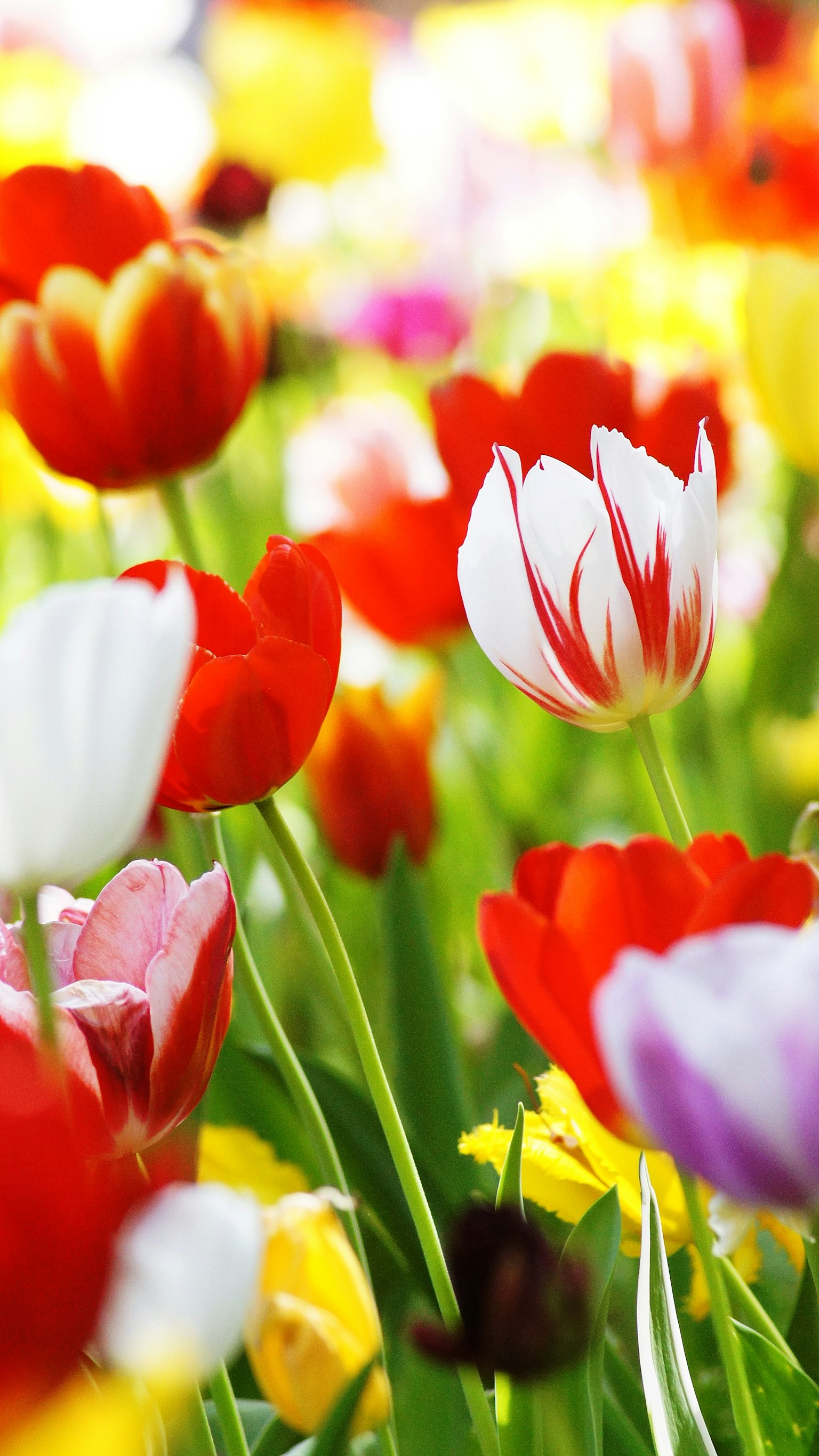 色彩斑斓的郁金香在美丽的风景中绽放