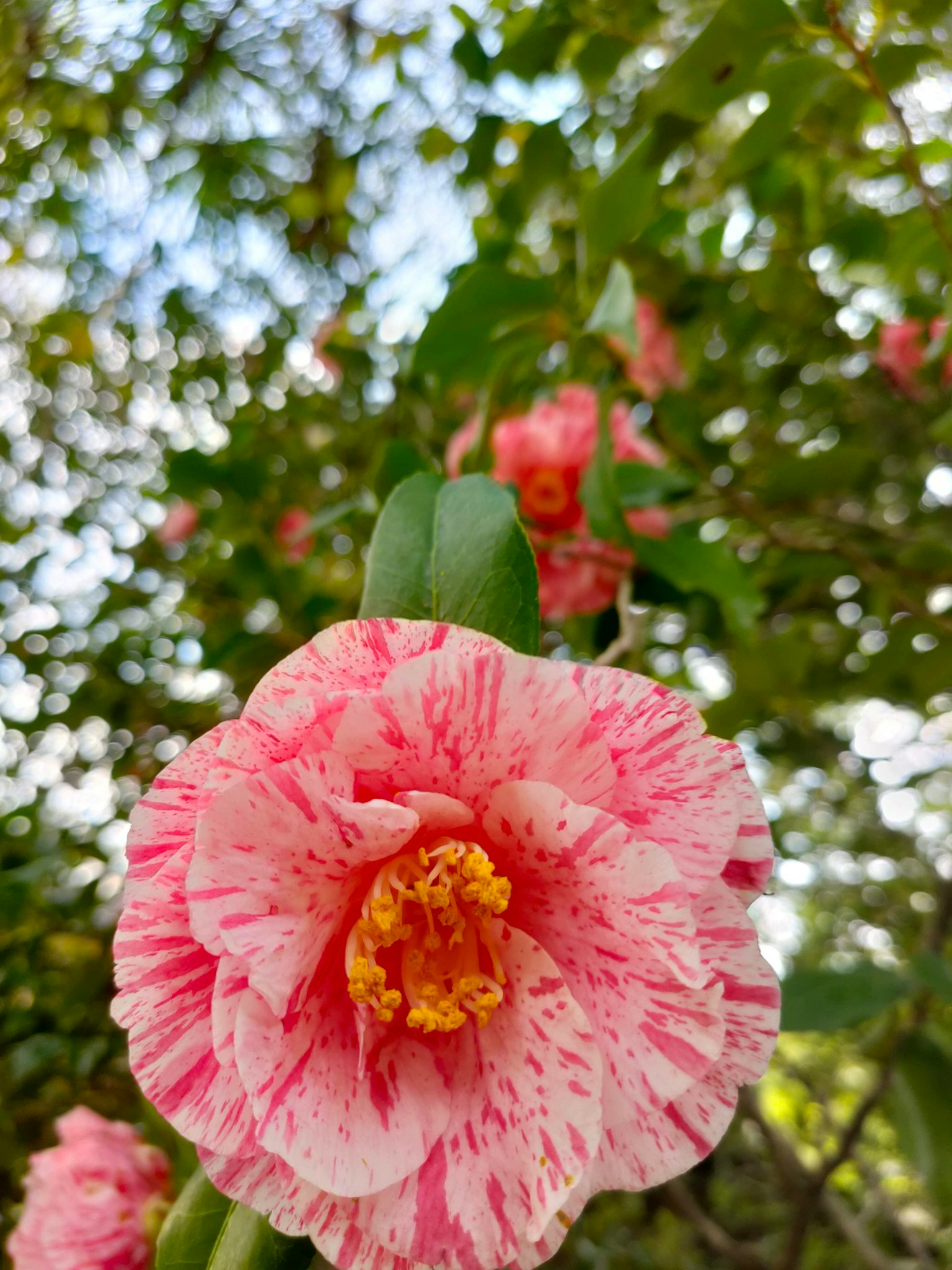 Kedekatan bunga bergaris merah muda dan putih yang mekar di tanaman camellia