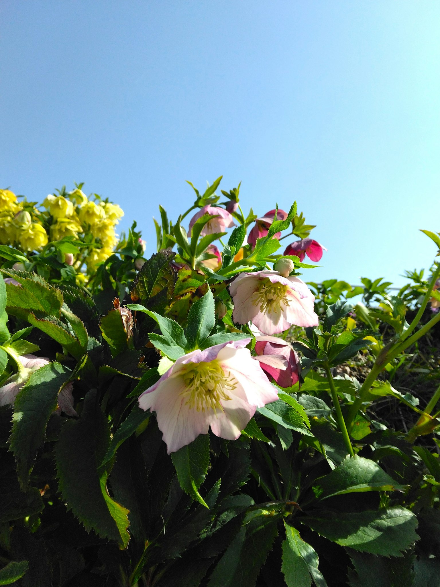 Des fleurs roses et blanches fleurissent sur un feuillage vert sous un ciel bleu