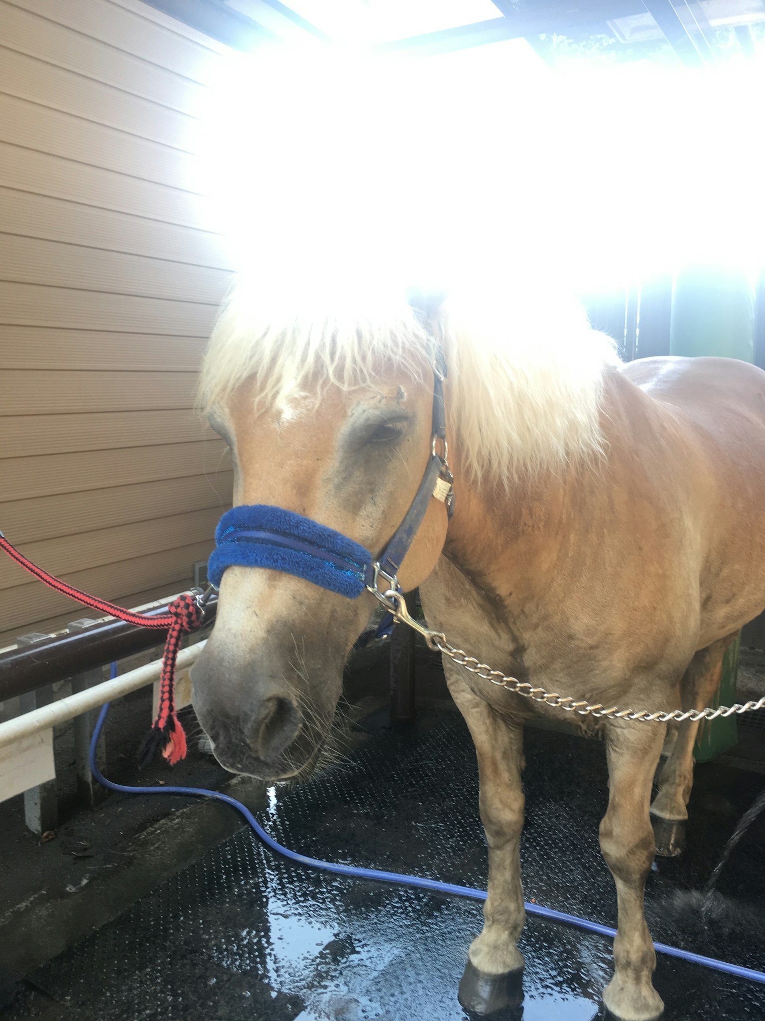 Una foto de un caballo siendo lavado con pelaje dorado y un filete azul