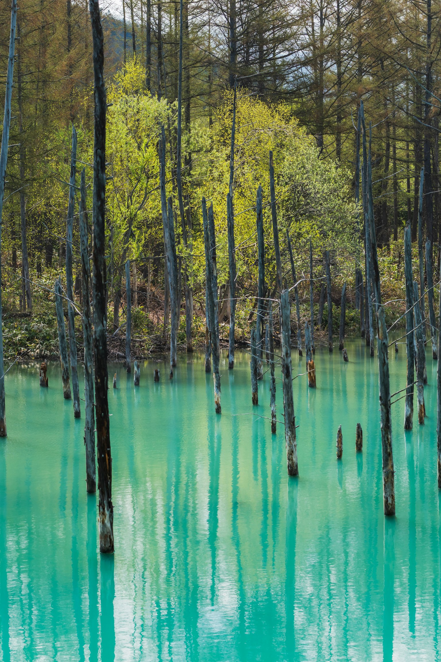 Vista panoramica di alberi morti che emergono da un'acqua turchese con foglie verdi fresche