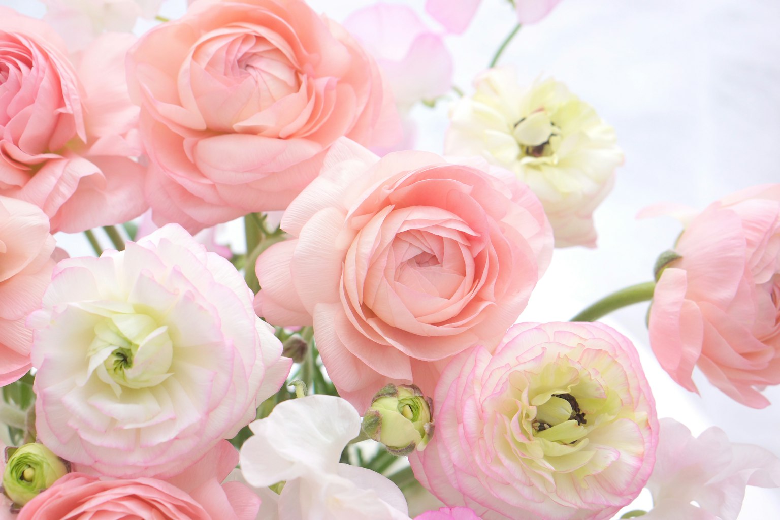 Primo piano di fiori di ranuncolo rosa in un bouquet