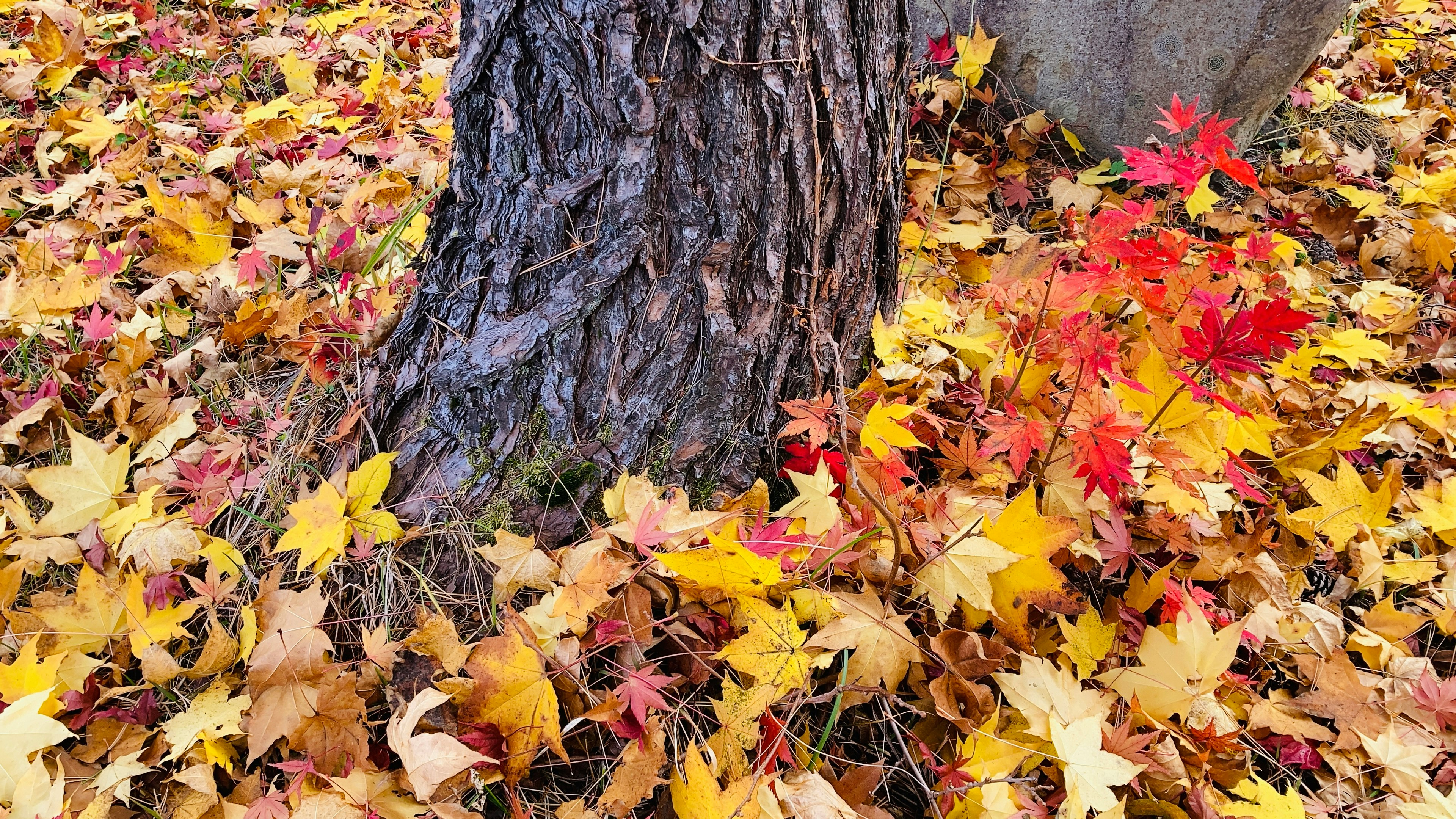 colorful fallen leaves carpeted around a tree trunk