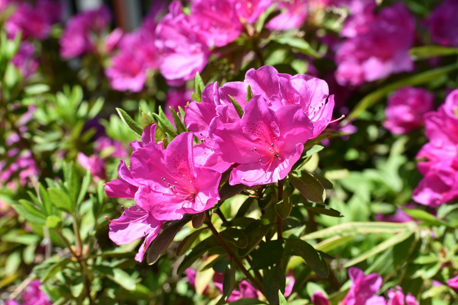 Primo piano di fiori di azalea rosa vivace