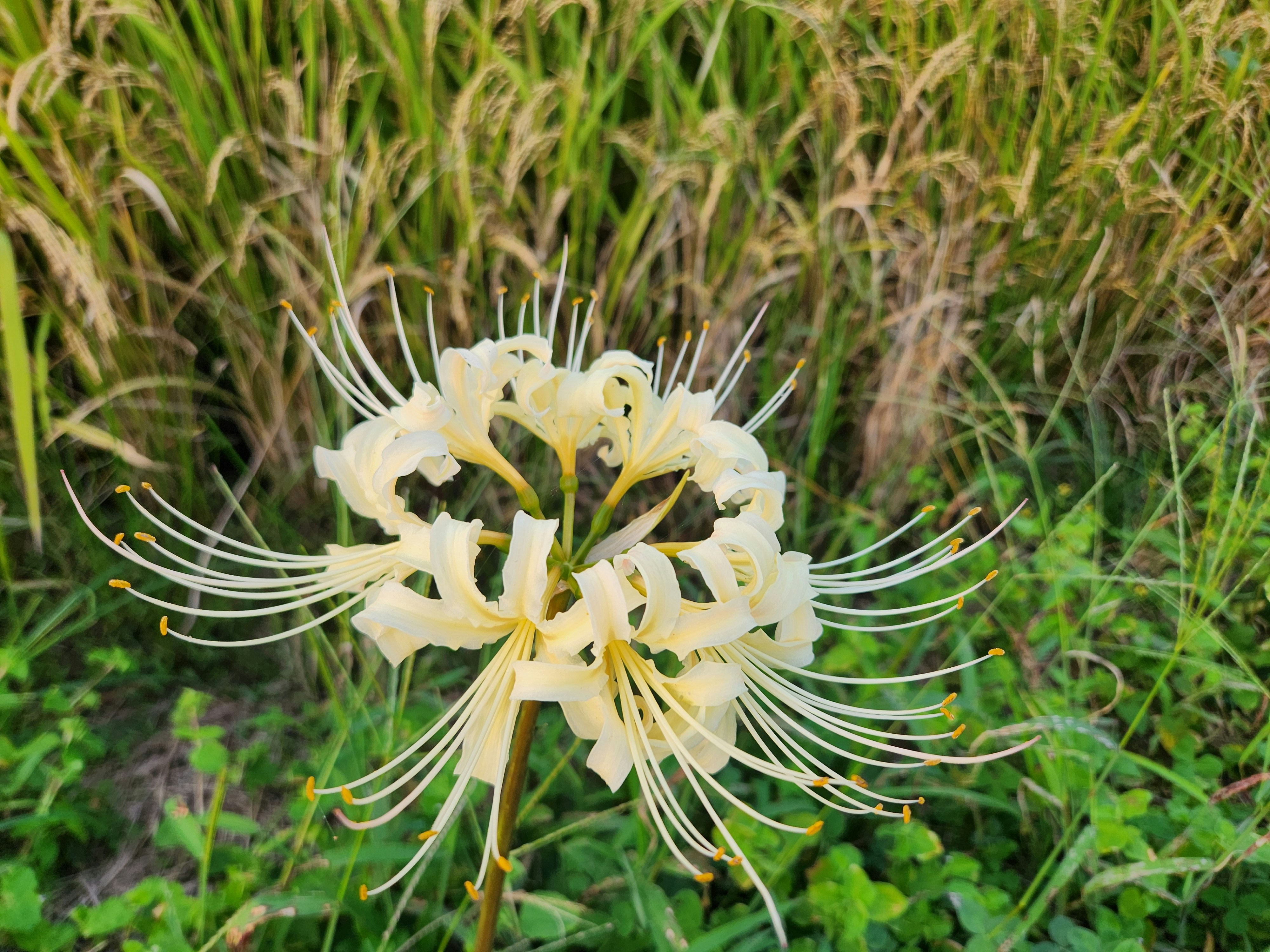 草むらに咲く白い彼岸花の花