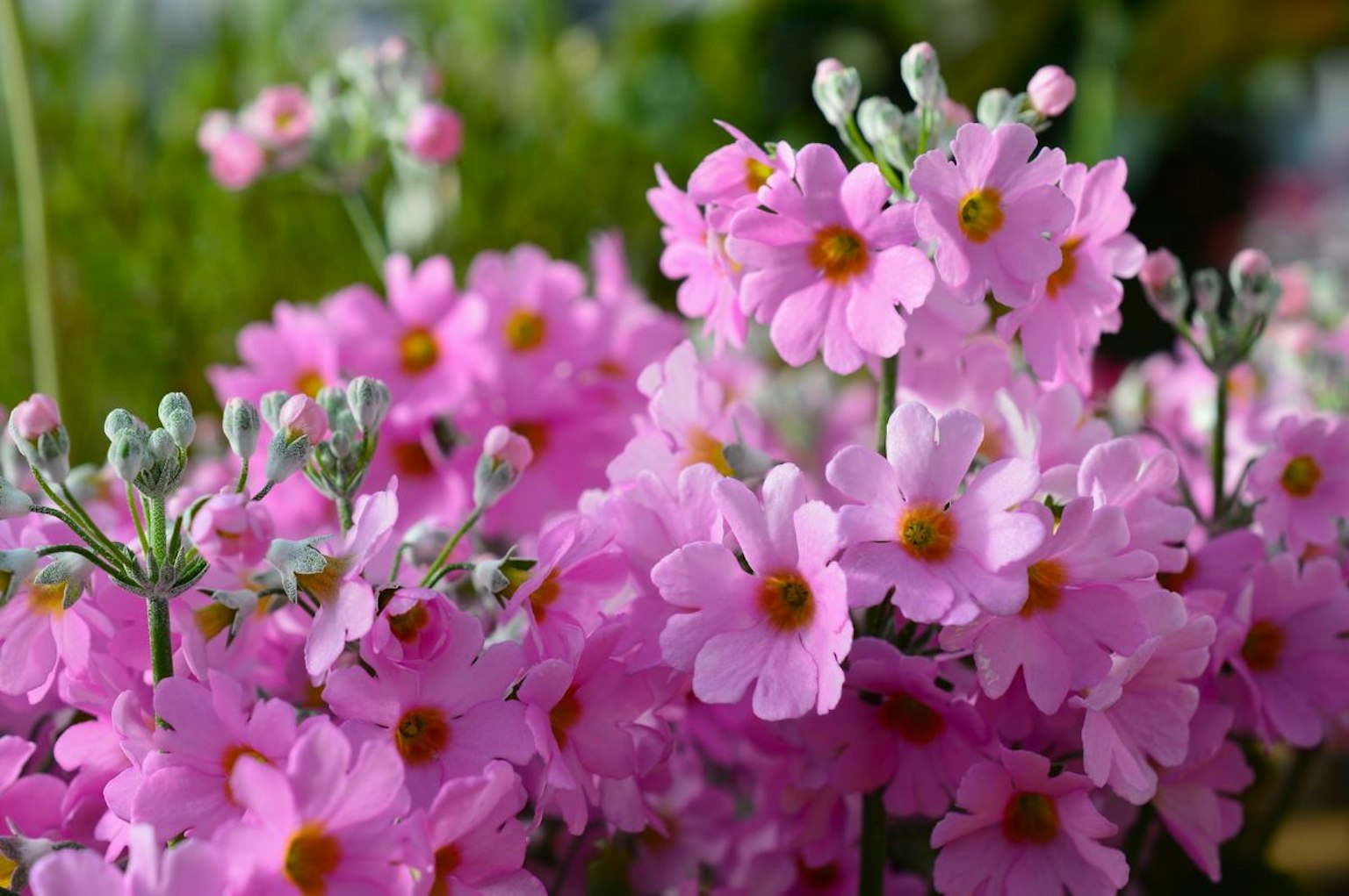 Primo piano di piante con fiori rosa chiaro