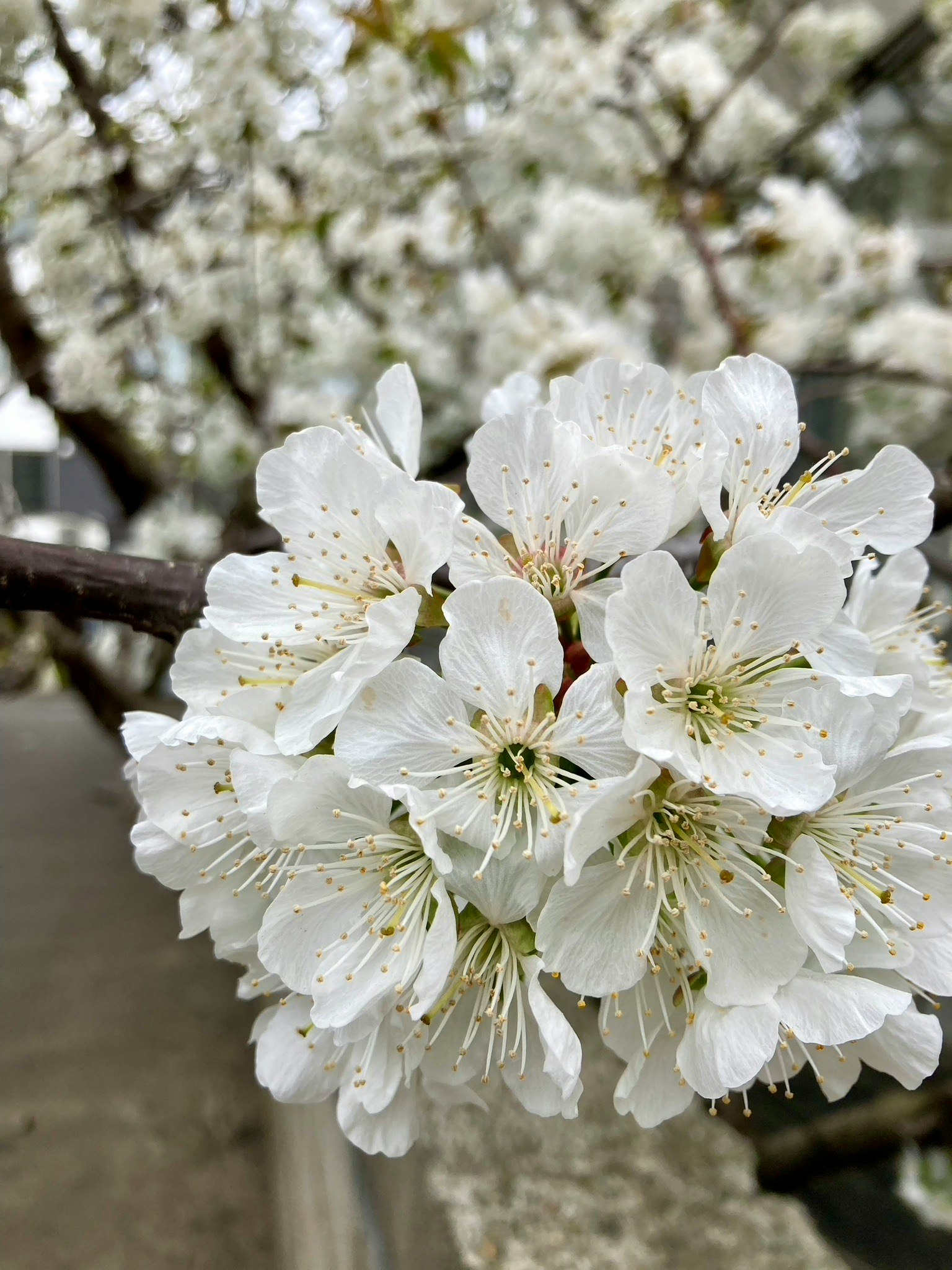 白色櫻花在樹枝上的特寫