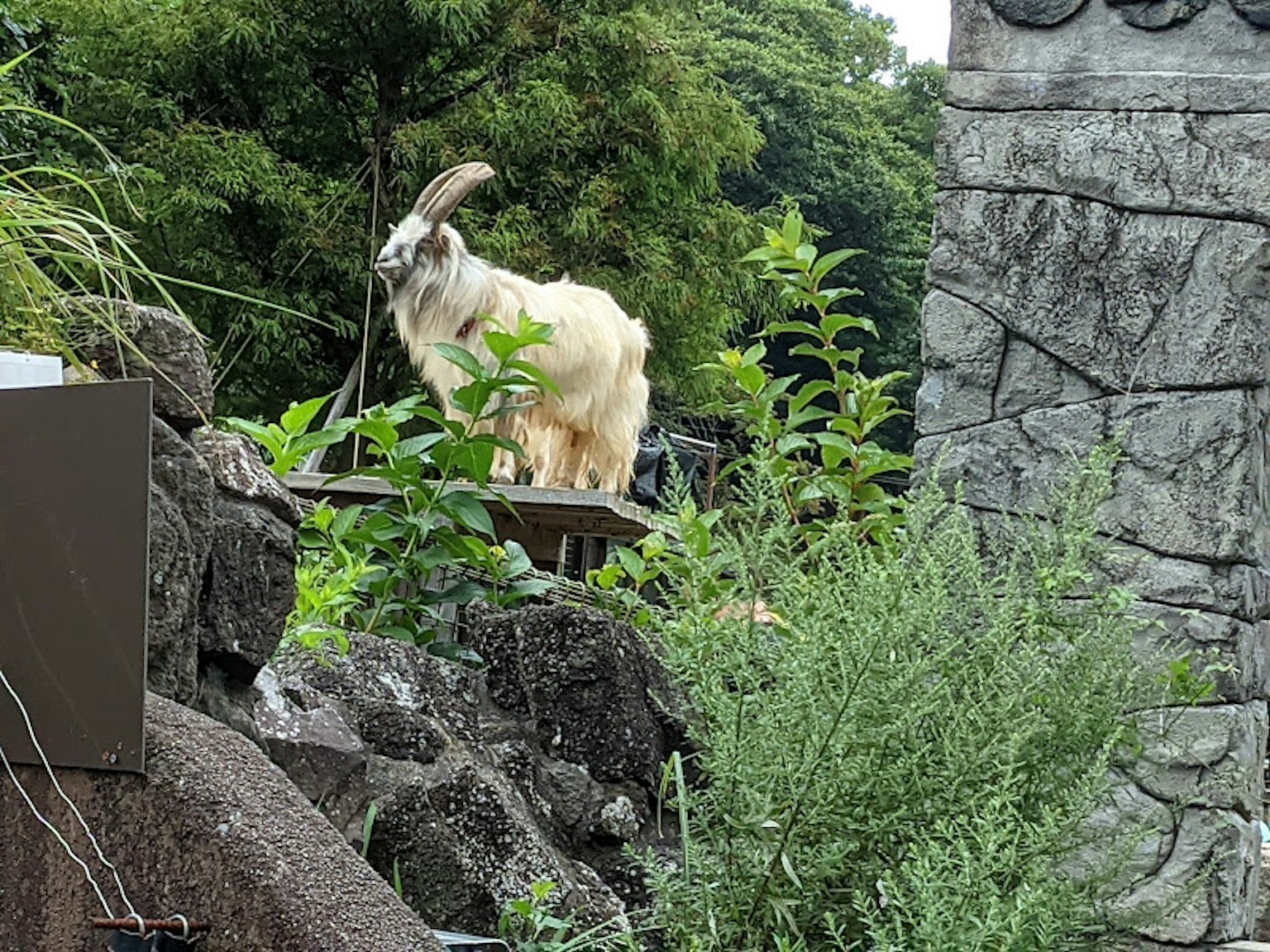 Une chèvre se tenant parmi des plantes vertes dans un cadre naturel