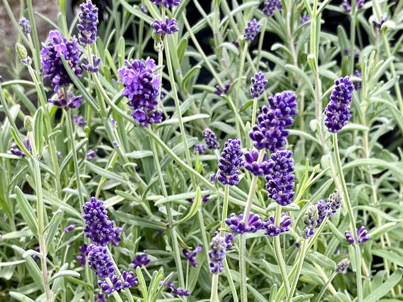 ラベンダーの花が群生する庭の草むら