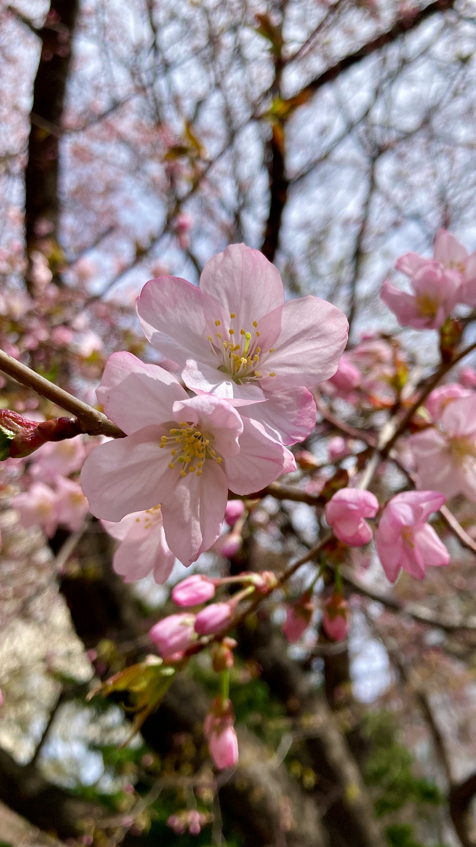 Close-up bunga sakura di cabang