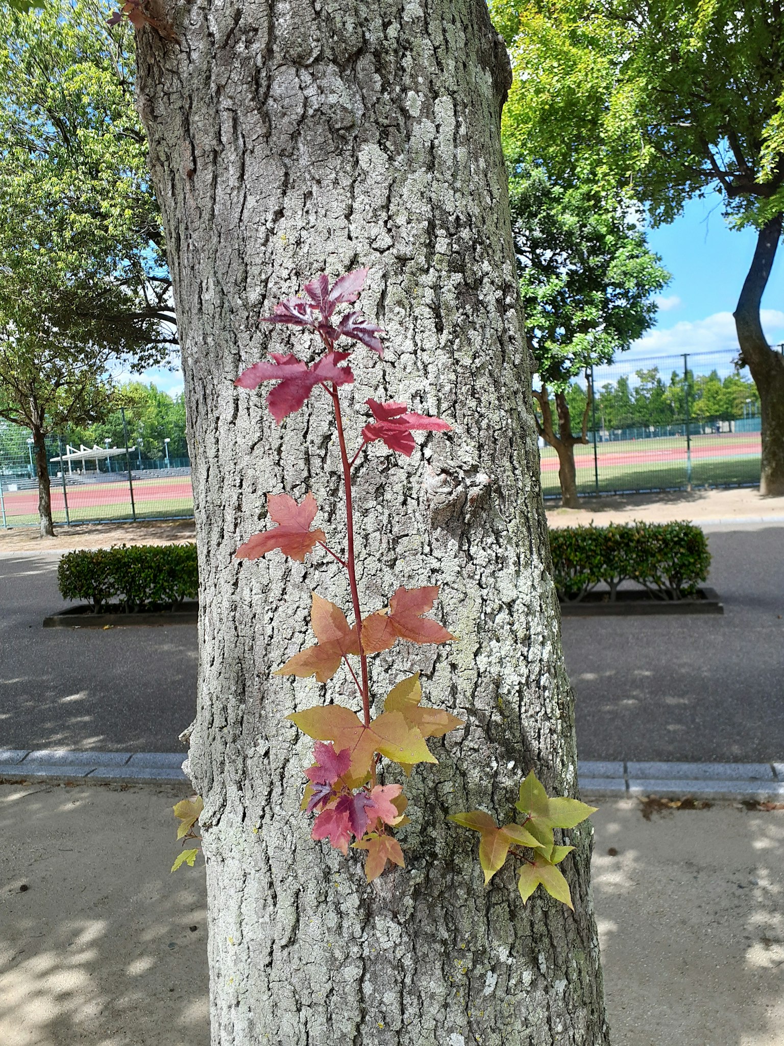 ใบสีแดงและสีเหลืองสดใสปีนขึ้นไปบนลำต้นของต้นไม้