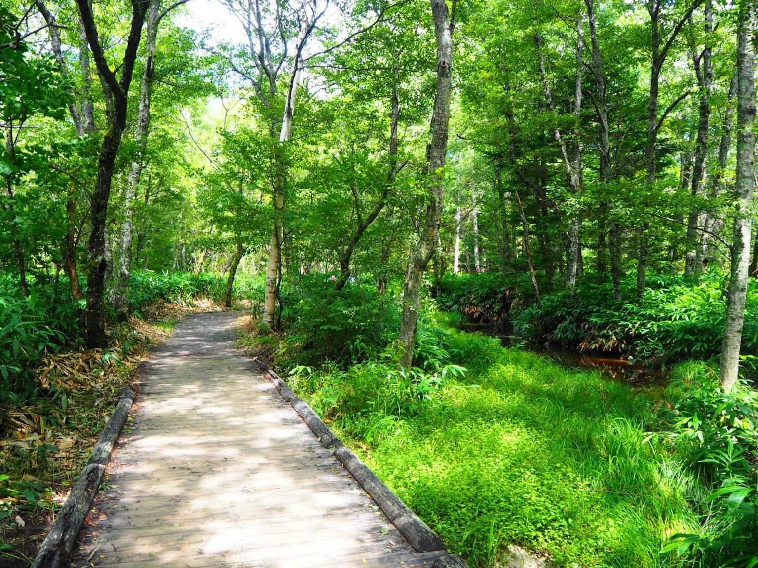 Weg durch einen üppigen grünen Wald mit Gras