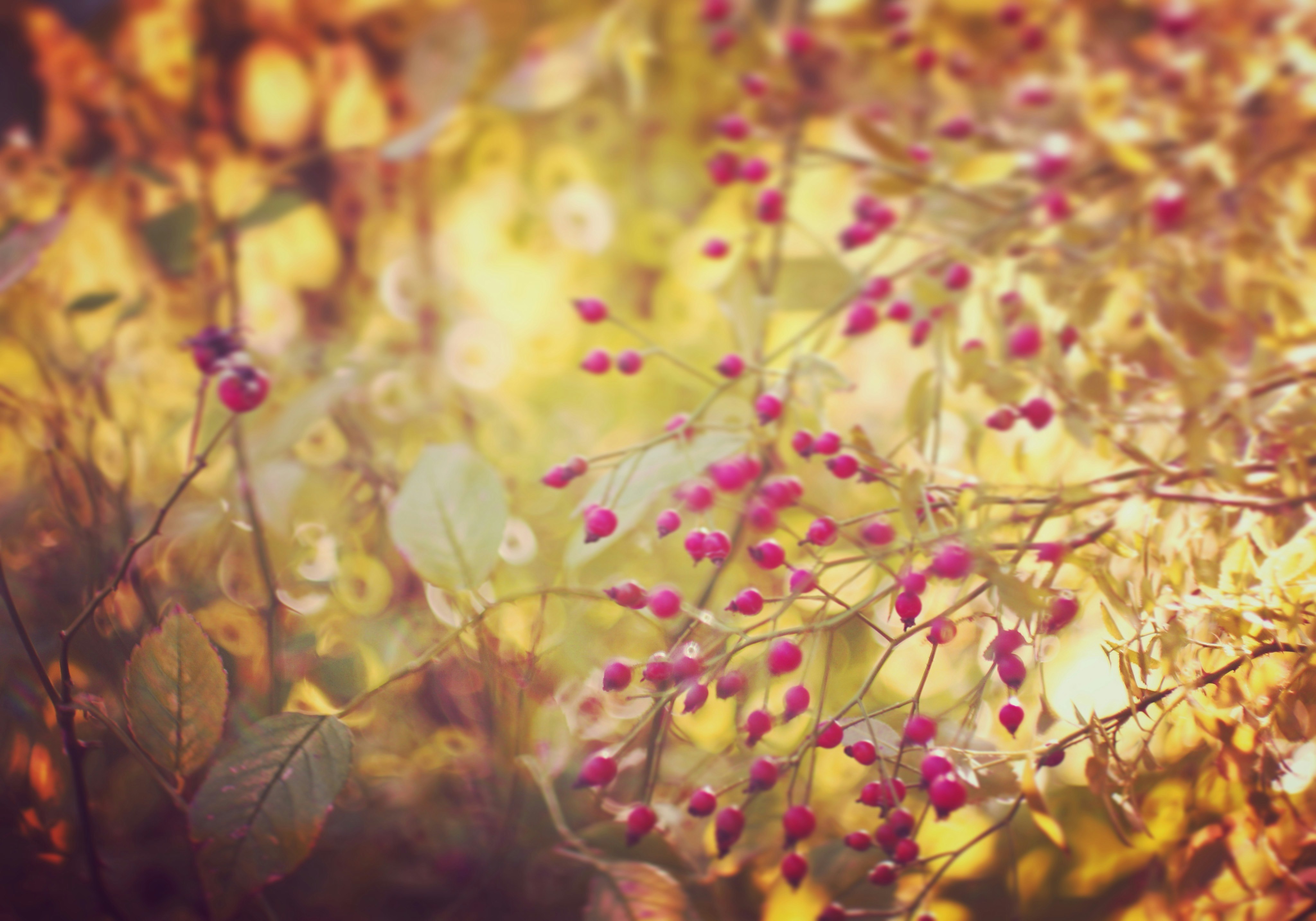 秋色に染まる小さな実の枝とボケの花