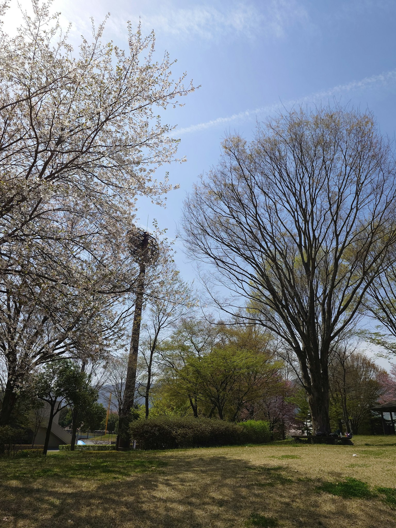 Parkszene mit Kirschbäumen und grünem Laub unter blauem Himmel
