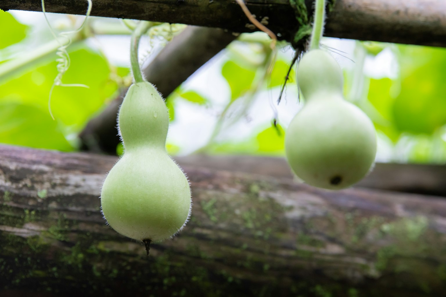 Gourdes vertes suspendues à une structure en bois