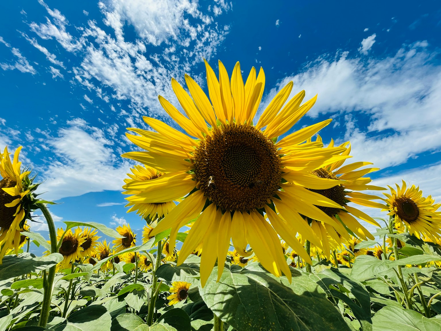 Fleurs de tournesols brillantes fleurissant sous un ciel bleu avec des nuages blancs