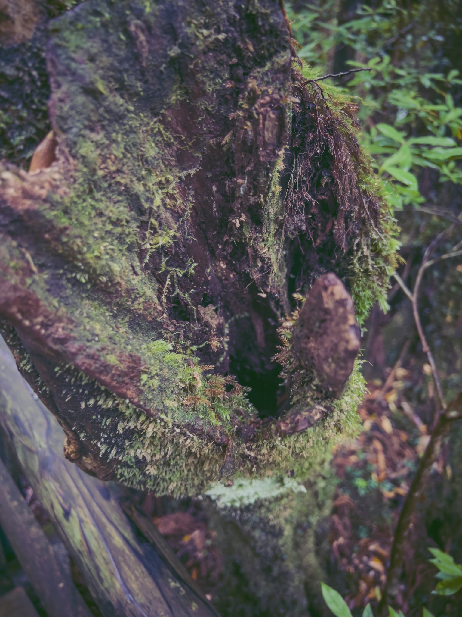 Close-up of a moss-covered tree stump featuring green moss and a wet texture