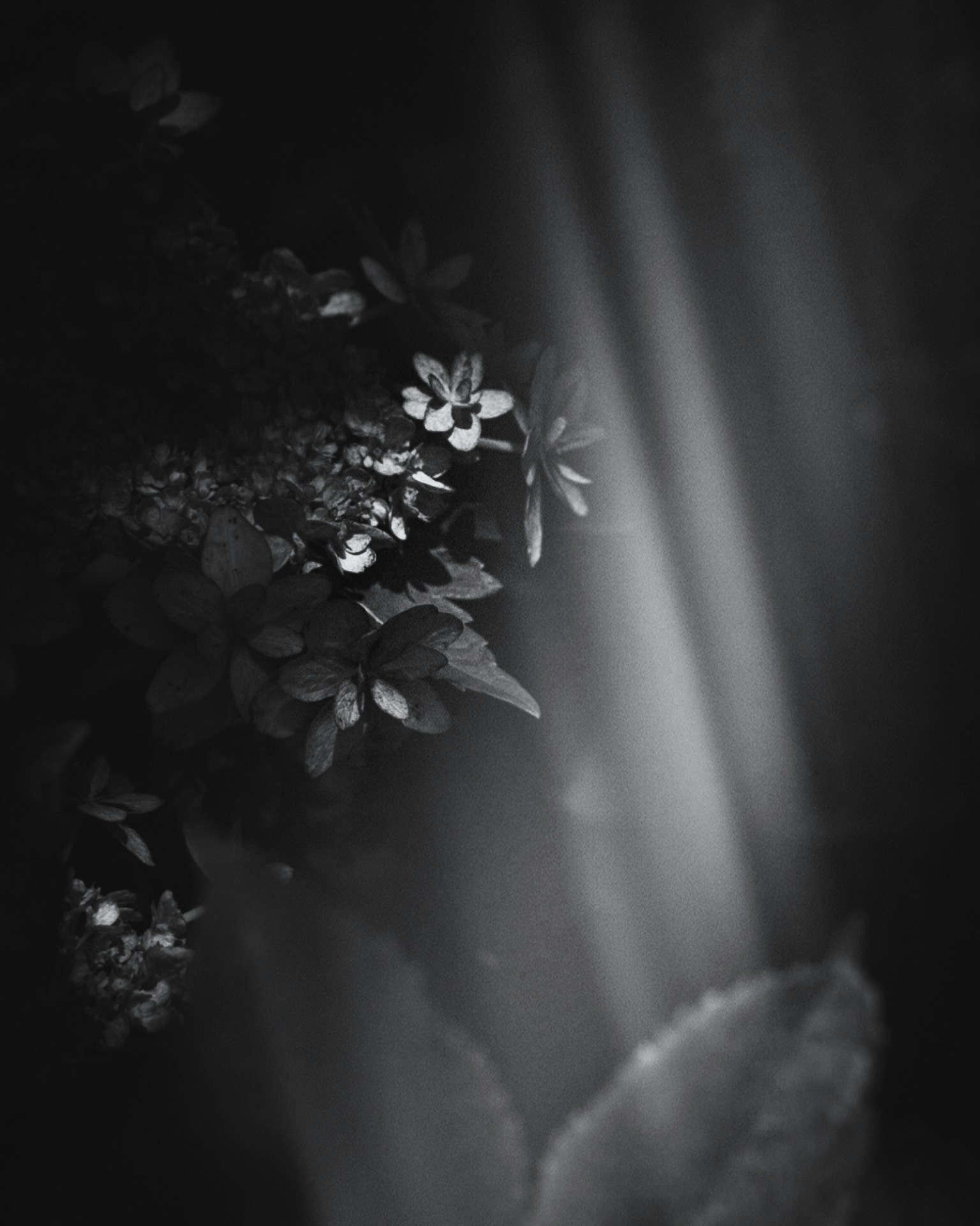 Bild mit Lichtstrahlen und schwarz-weißen Blumen