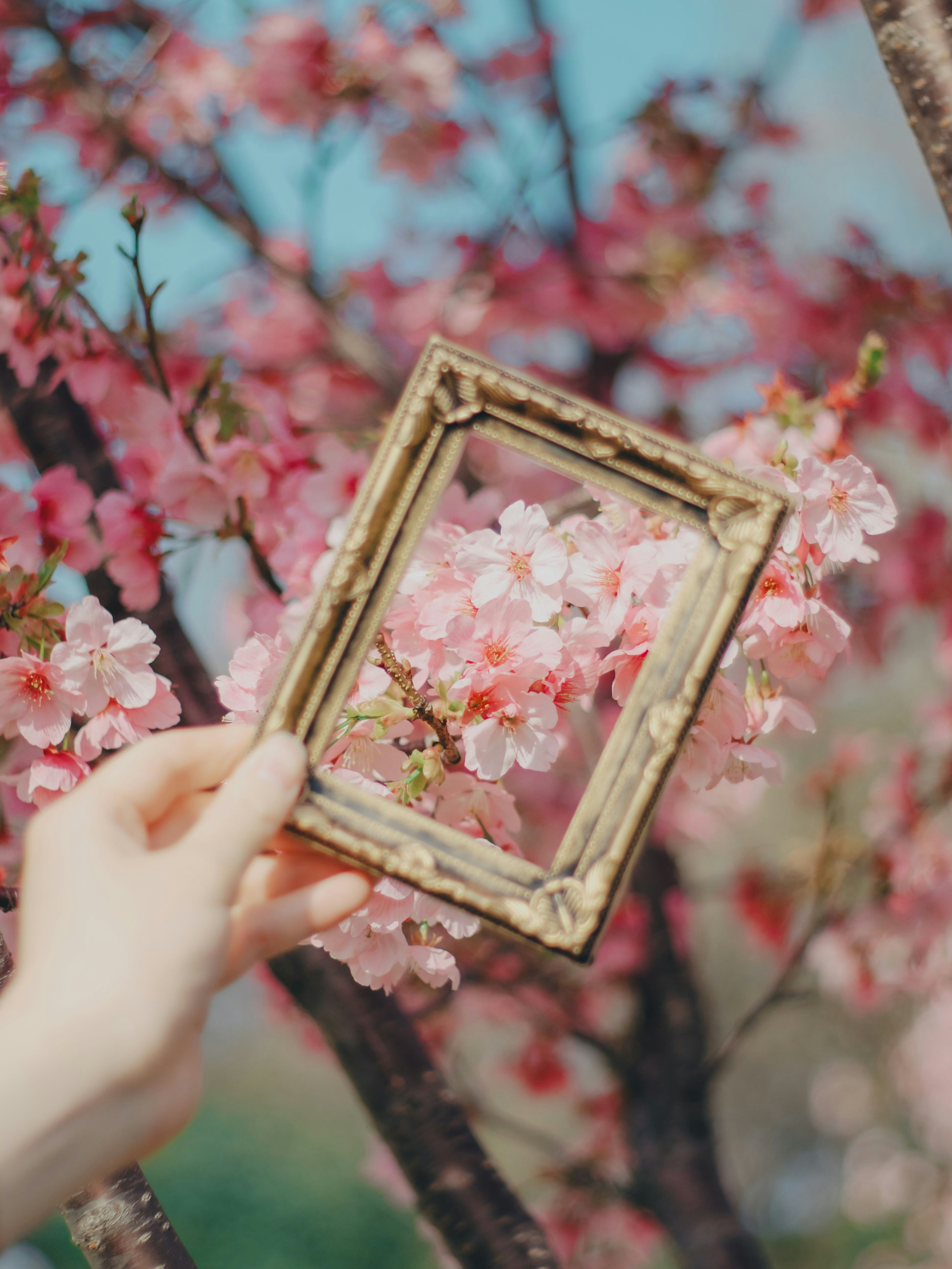 手に持つアンティーク風の額縁と桜の花咲く背景