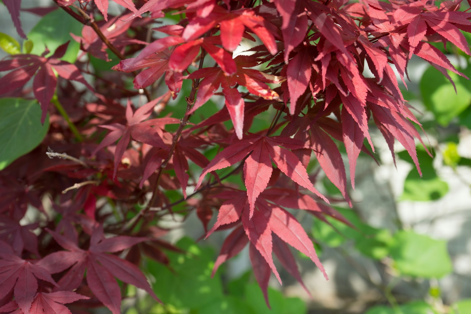 日本楓樹紅葉的特寫