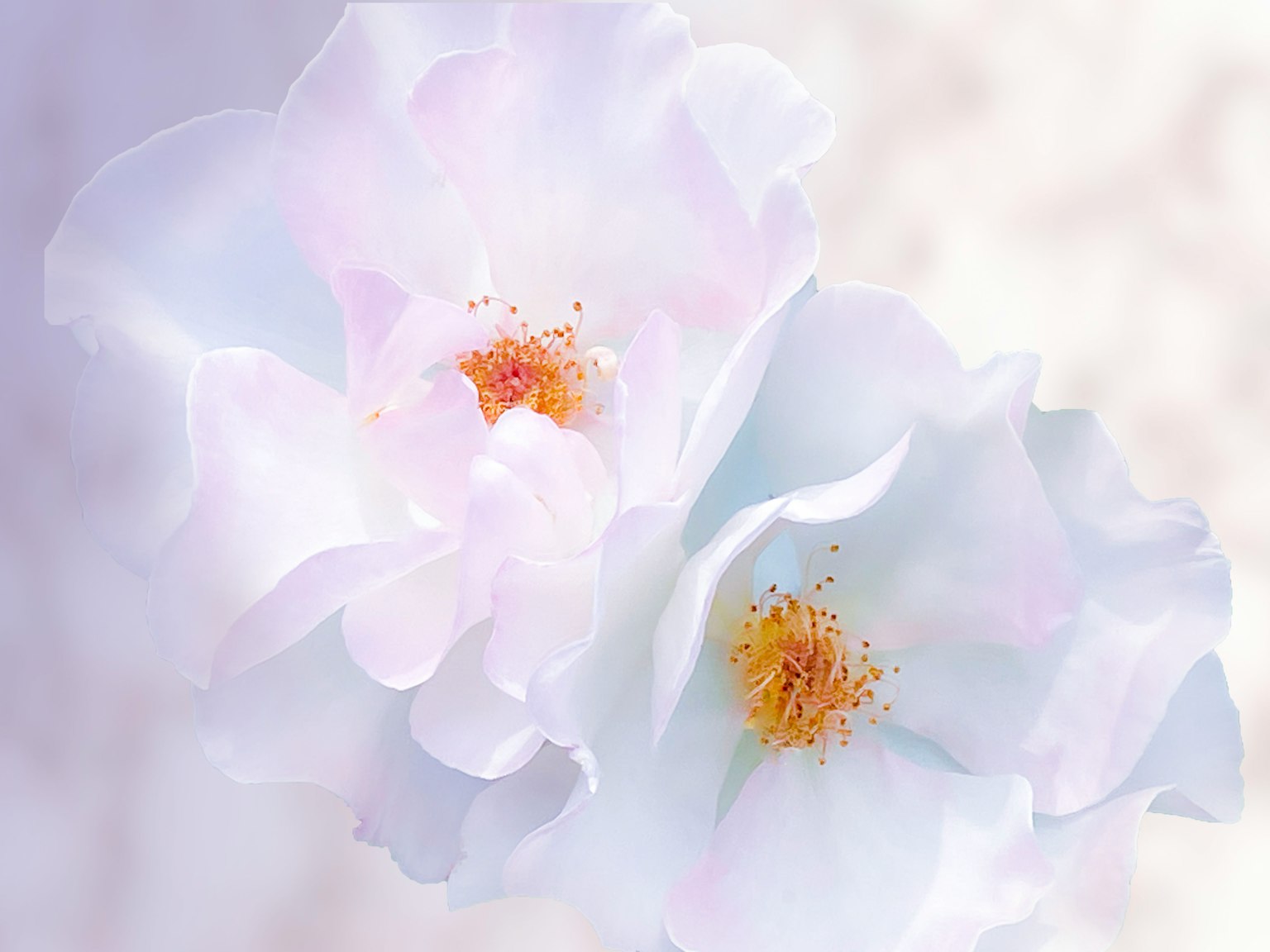 Primo piano di due fiori delicati con petali pastello morbidi