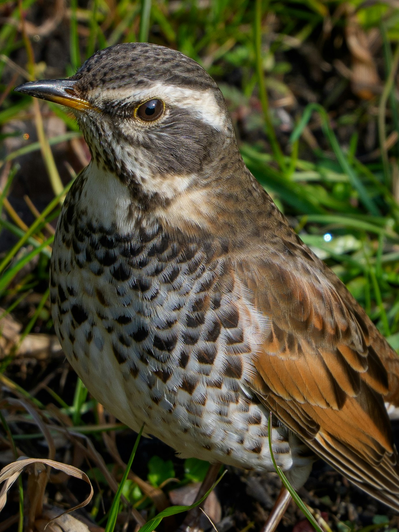 close-up burung kecil bertengger di rumput