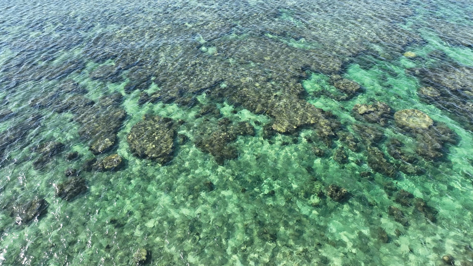 Unterwasseransicht von Korallenriffen und Seegras im klaren Wasser