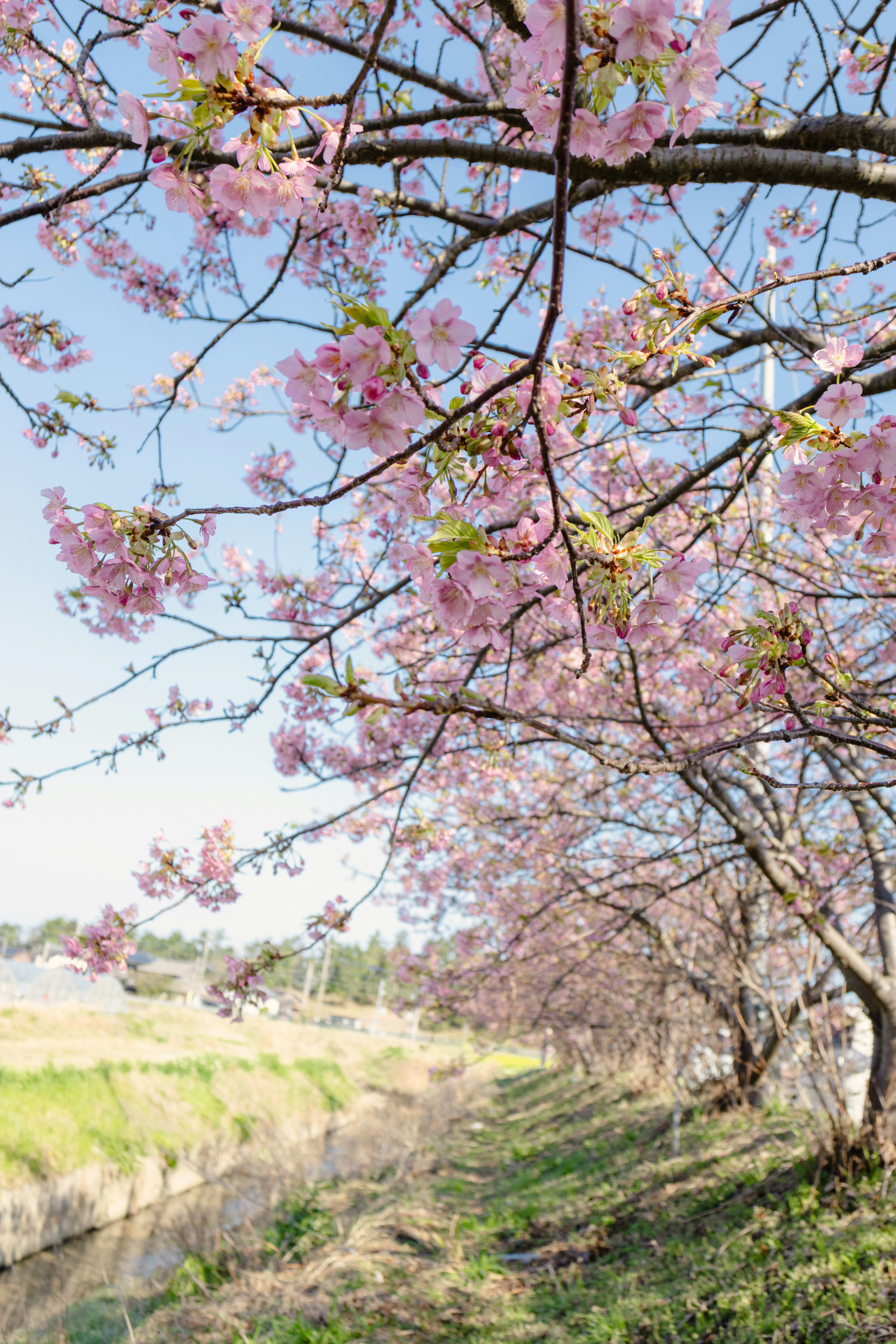 河津桜の並木とピンクの花が咲く春の景色