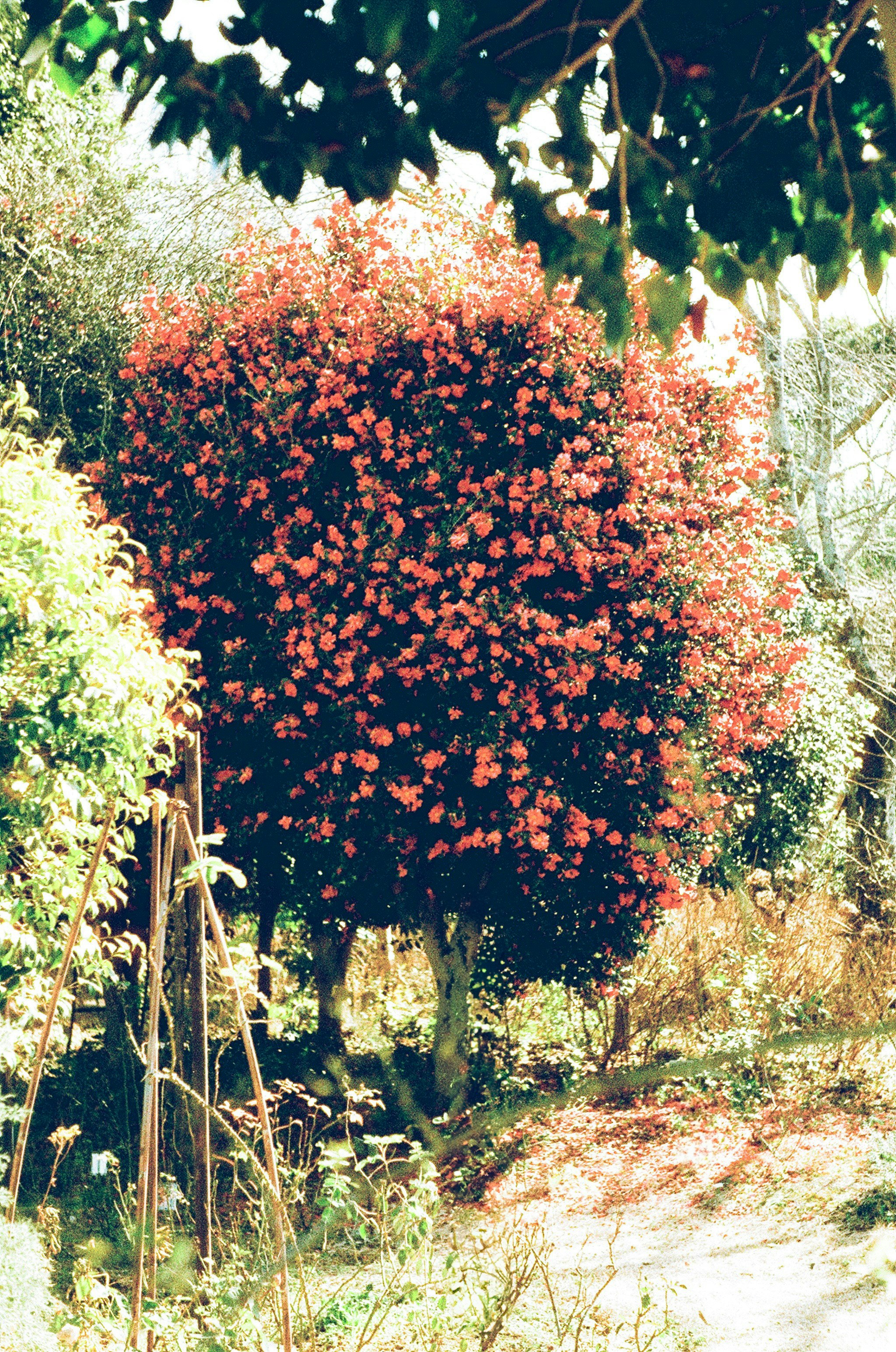 arbustos en flor a lo largo de un sendero entre árboles