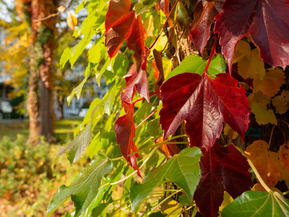 Herbstblätter in warmem Sonnenlicht an einem Ast