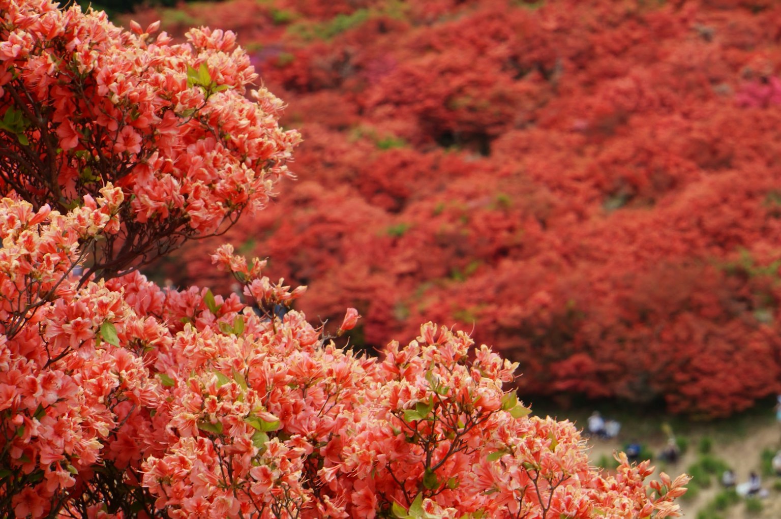 Flores rojas vibrantes floreciendo en un paisaje escénico