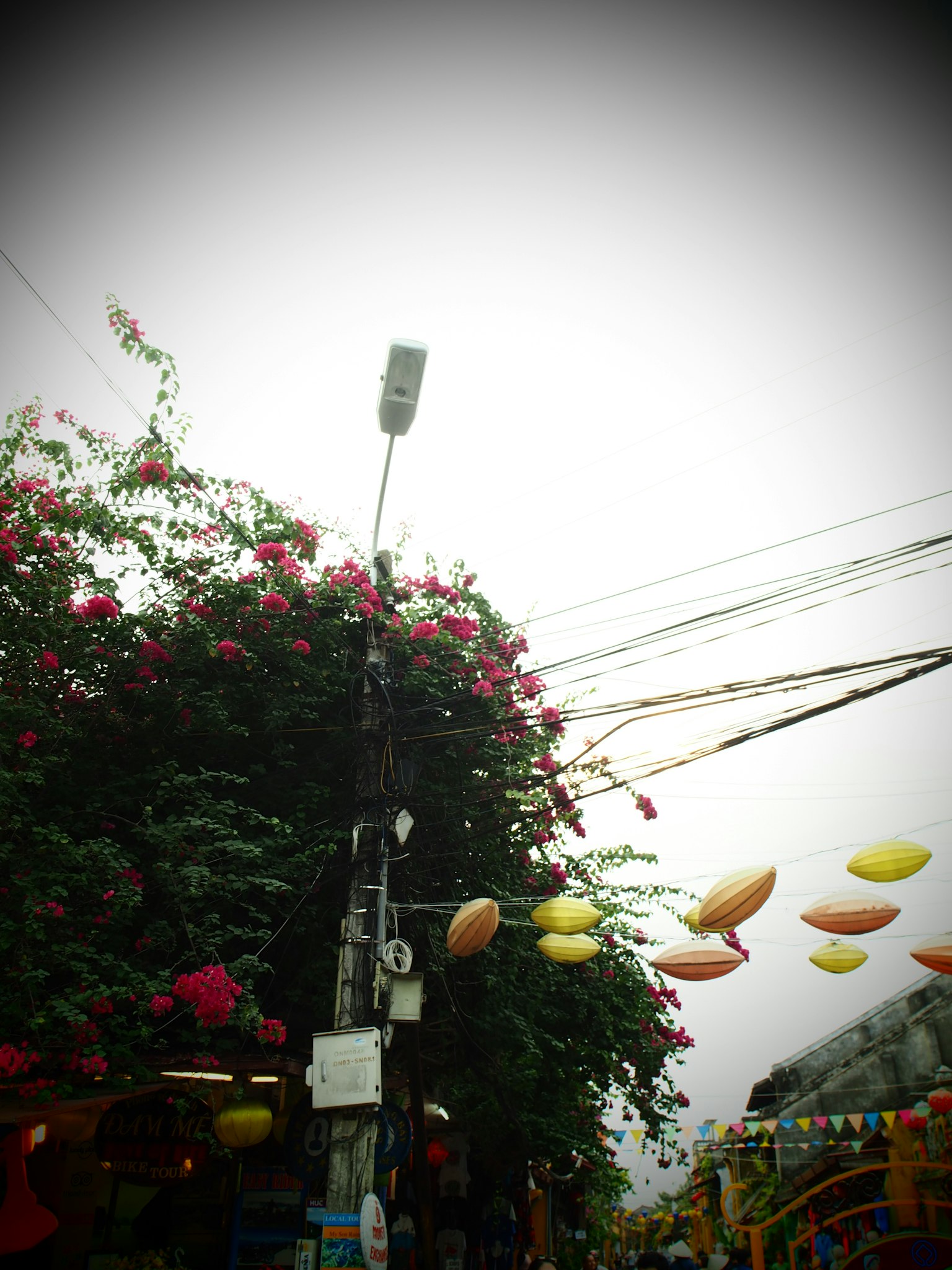 Escena de calle con flores de bugambilia y líneas eléctricas