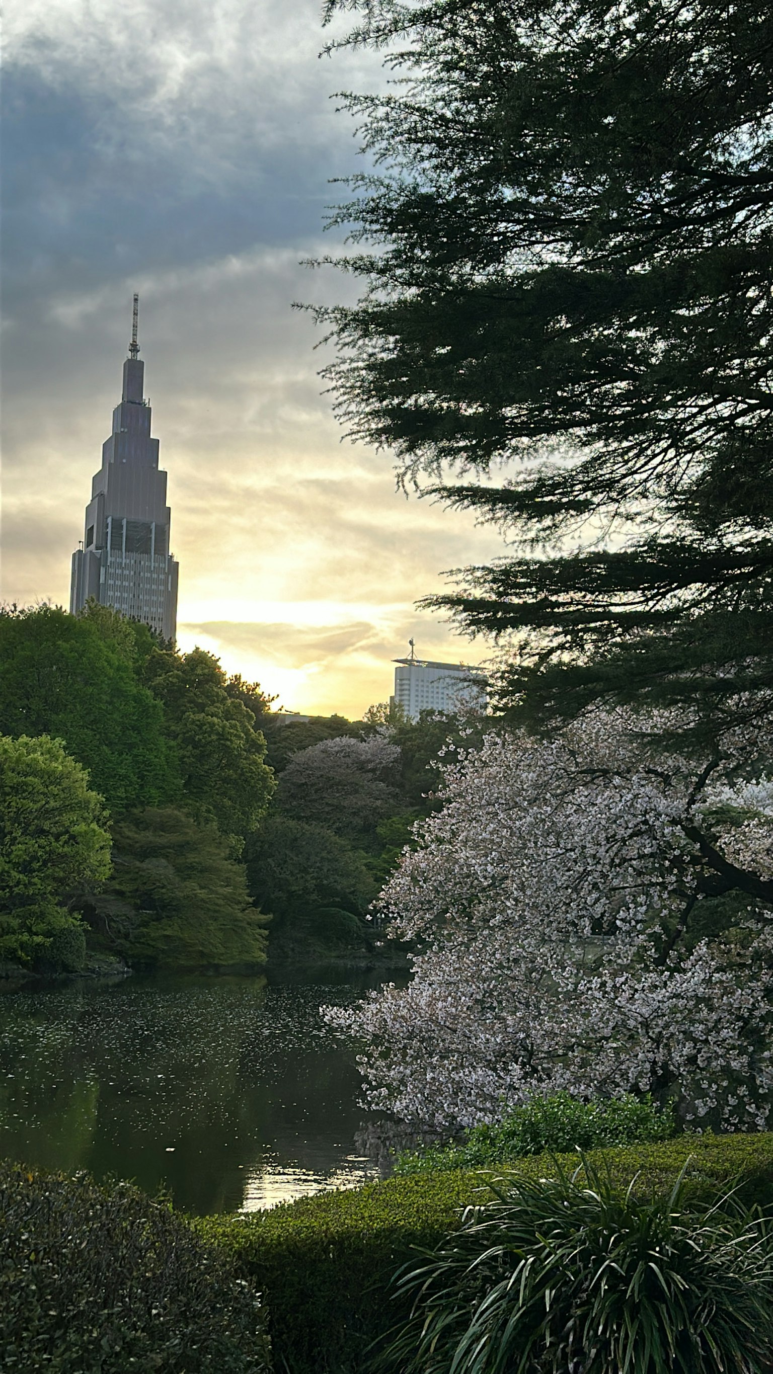 Malersicher Blick auf Kirschblüten und einen Wolkenkratzer bei Sonnenuntergang in einem Park