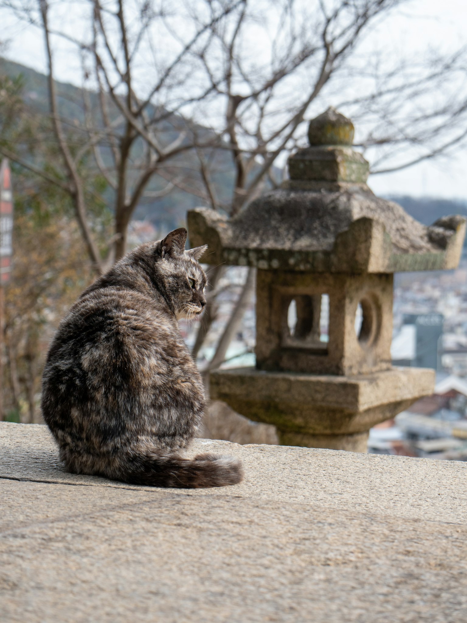 一只猫坐在石灯笼前俯瞰风景