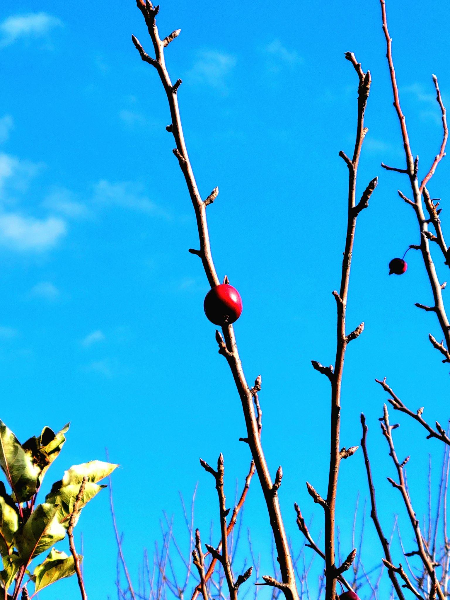 Un frutto rosso appeso a un ramo contro un cielo blu