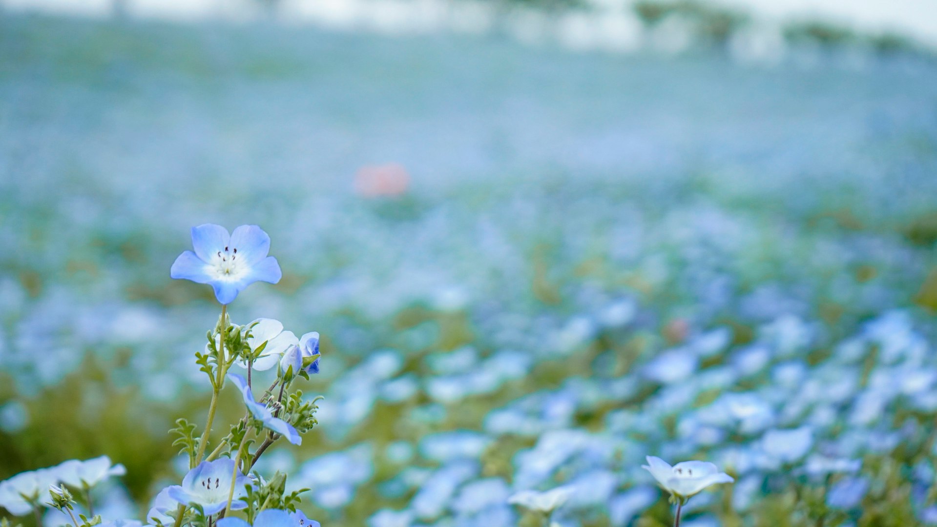 青い花畑の中で咲く小さな花