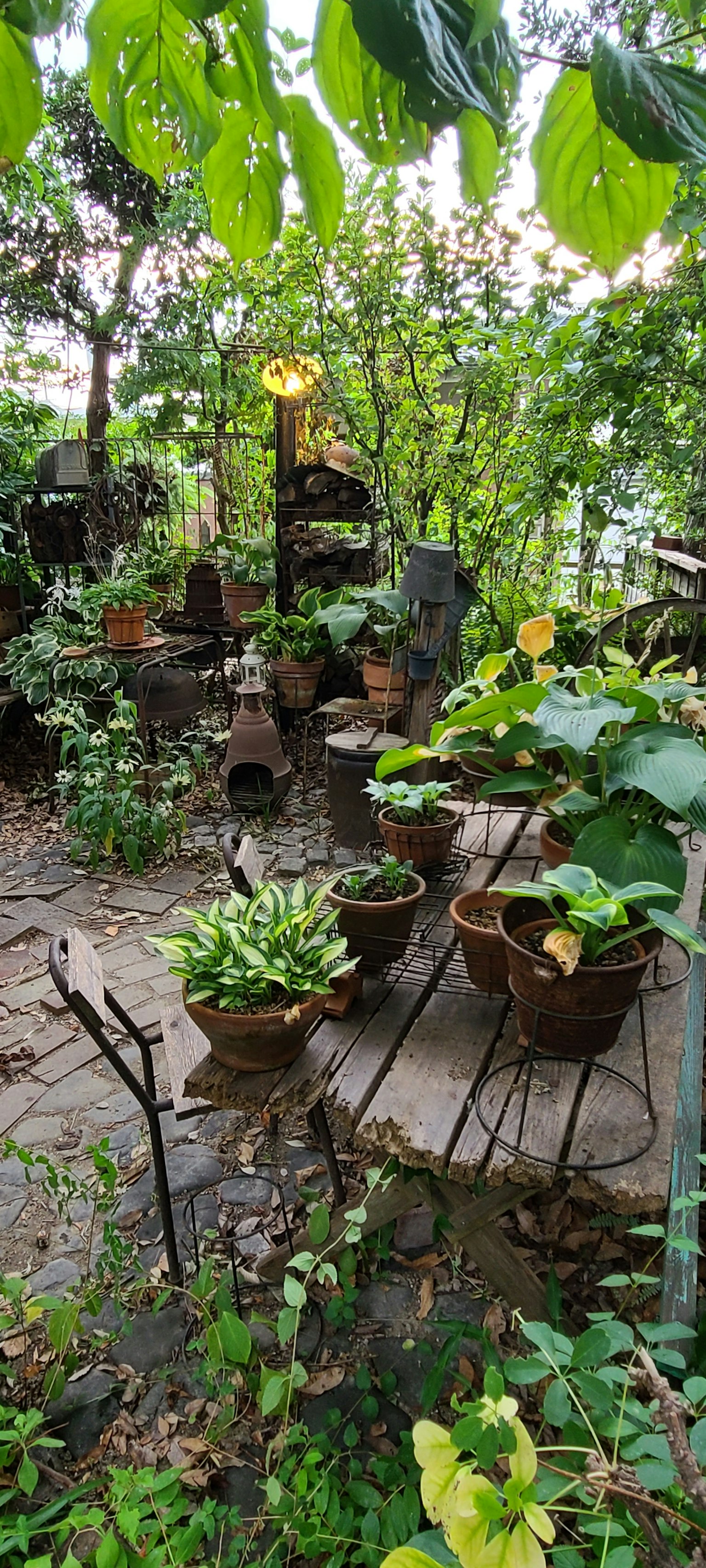 Giardino rigoglioso con piante in vaso e tavolo di pietra