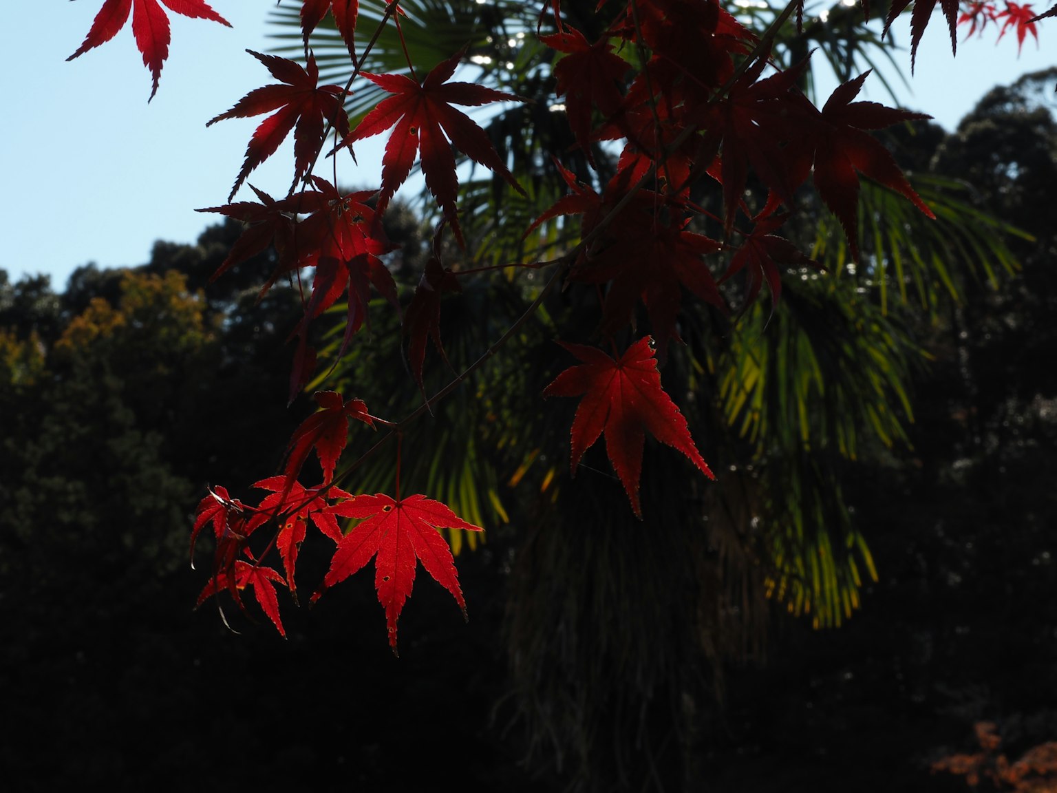 Daun maple merah cerah kontras dengan dedaunan hijau